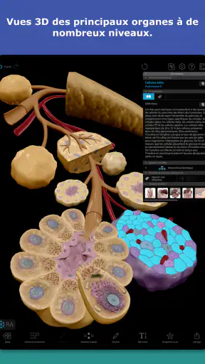 Atlas d'anatomie humaine 2026 screenshot