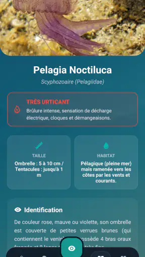 Meduseo screenshot