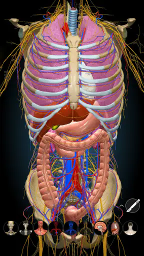 Anatomy Learning - Anatomia 3D screenshot 7