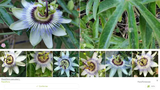 PlantNet Plant Identification screenshot 10