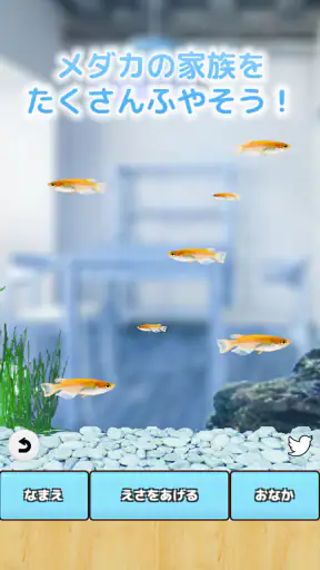 まったりメダカ育成ゲーム screenshot 11