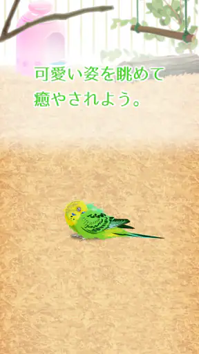 癒しのインコ育成ゲーム screenshot