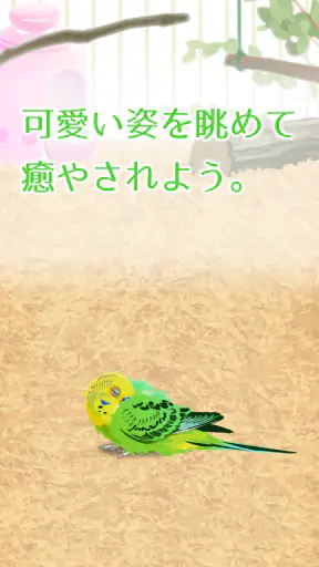 癒しのインコ育成ゲーム screenshot 9
