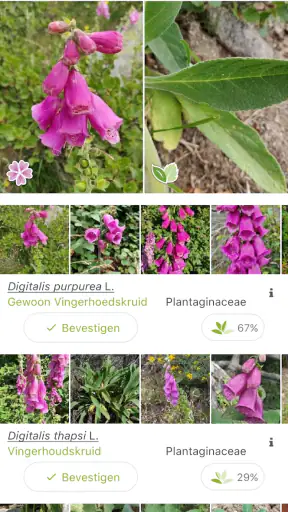 Pl@ntNet plantenidentificatie screenshot 2