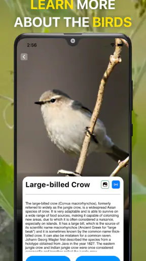 Vogelgeluiden Herkennen NL screenshot 4