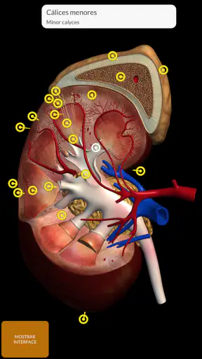 Anatomia - Atlas 3D screenshot 5